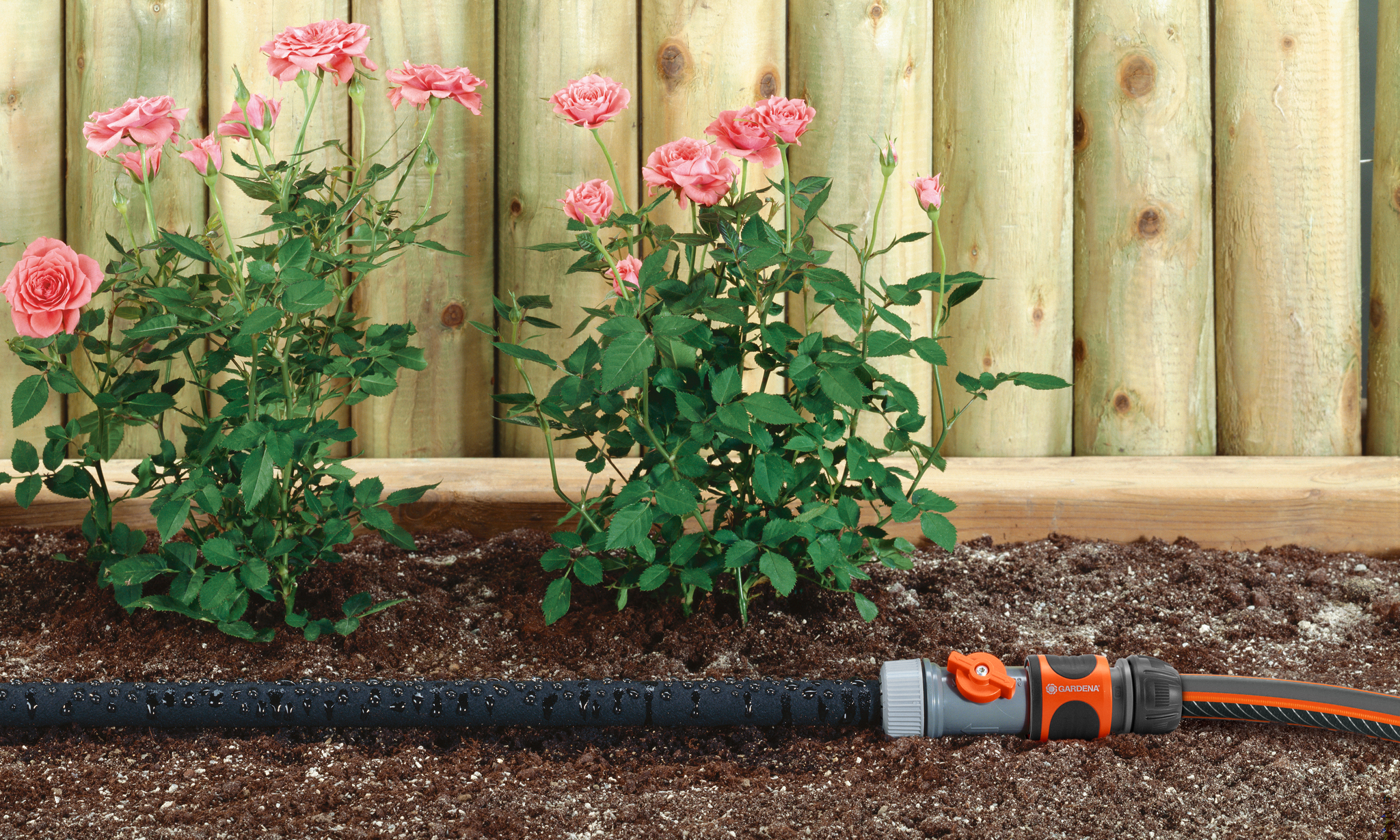 Gardena garden hose with water droplets next to blooming roses and wooden fence.