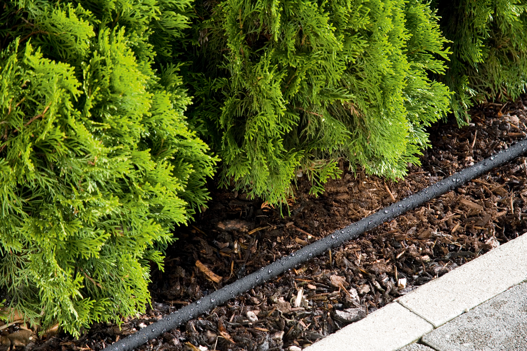 A drip irrigation system watering a row of lush green shrubs along a garden path.