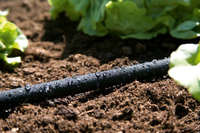Close-up of a drip irrigation hose in a garden soil, surrounded by green plants., miniatuur 4