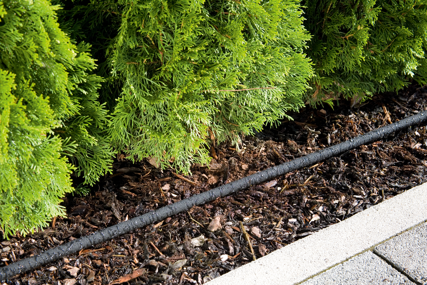 A drip irrigation system installed along a garden bed with mulch and evergreen shrubs.