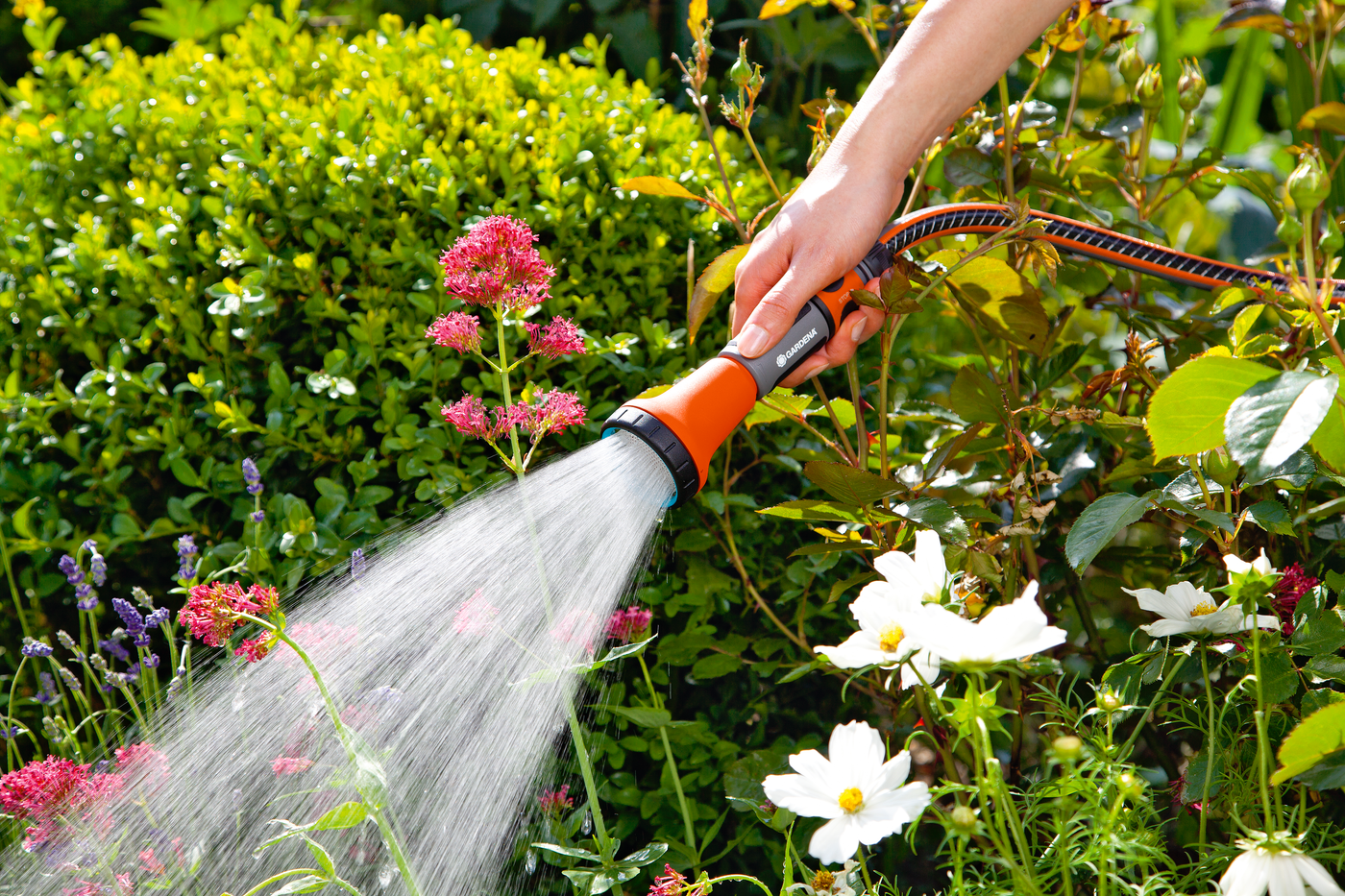 A person watering a garden with a hose nozzle, focusing on flowering plants.