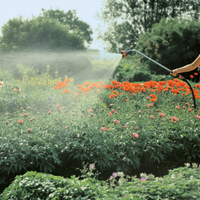 A person watering a lush garden with blooming flowers using a hose., miniatuur 2
