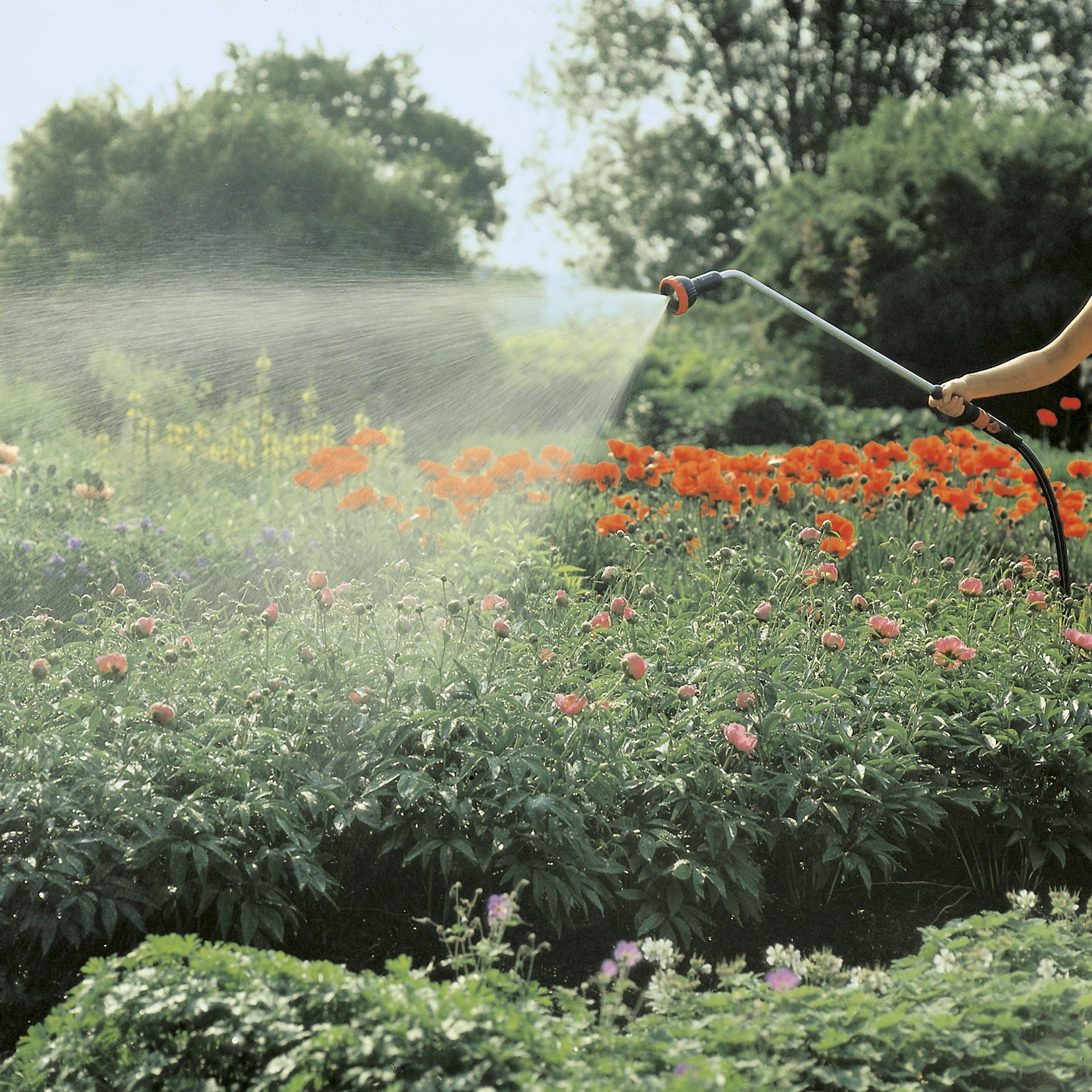 A person watering a lush garden with blooming flowers using a hose.