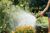 A person watering a garden with a hose, focusing on vibrant orange flowers., miniatuur 3