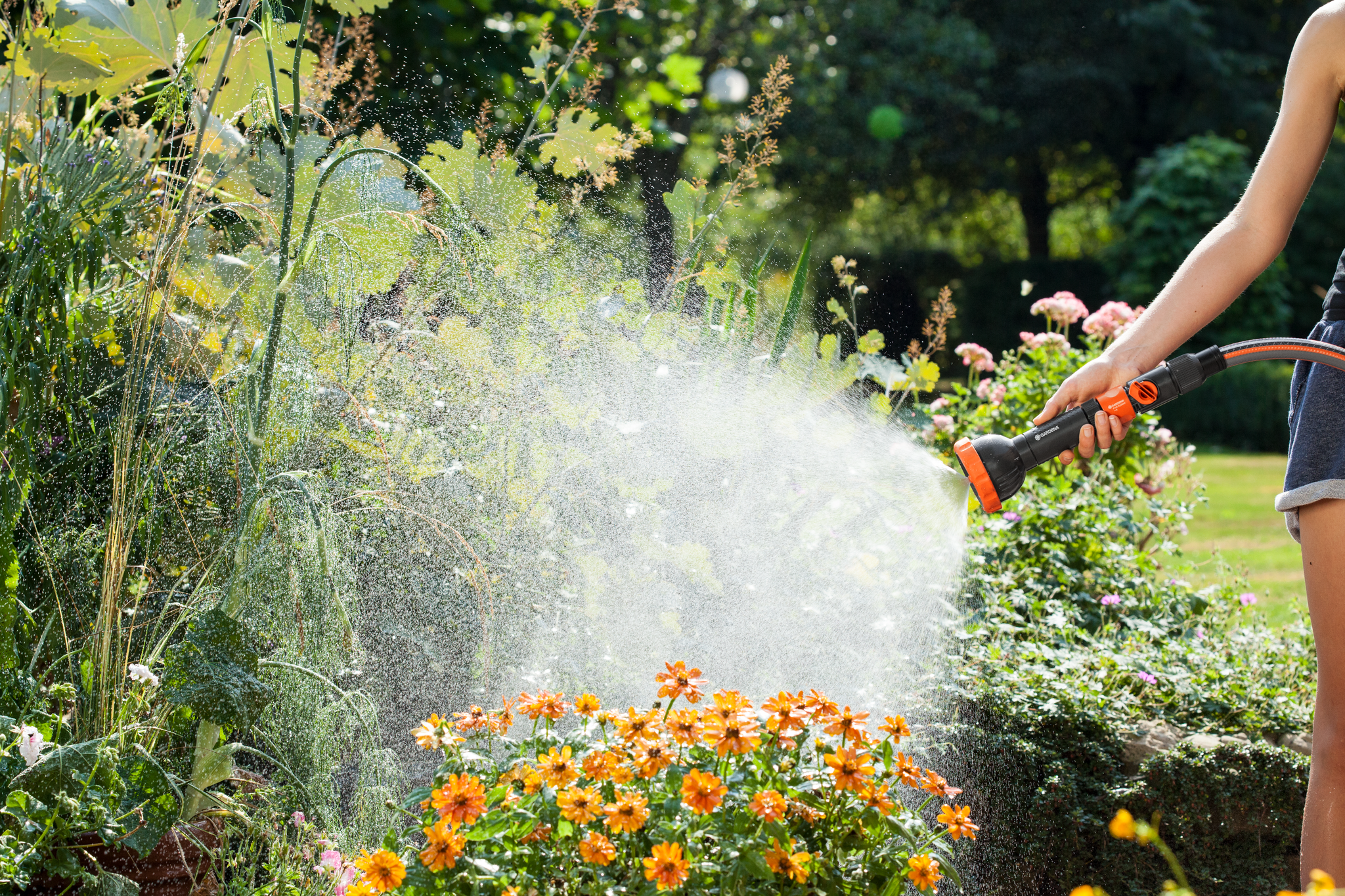 A person watering a garden with a hose, focusing on vibrant orange flowers.