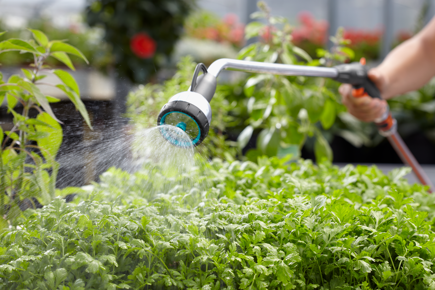 A person watering plants with a Gardena garden sprayer in a greenhouse.