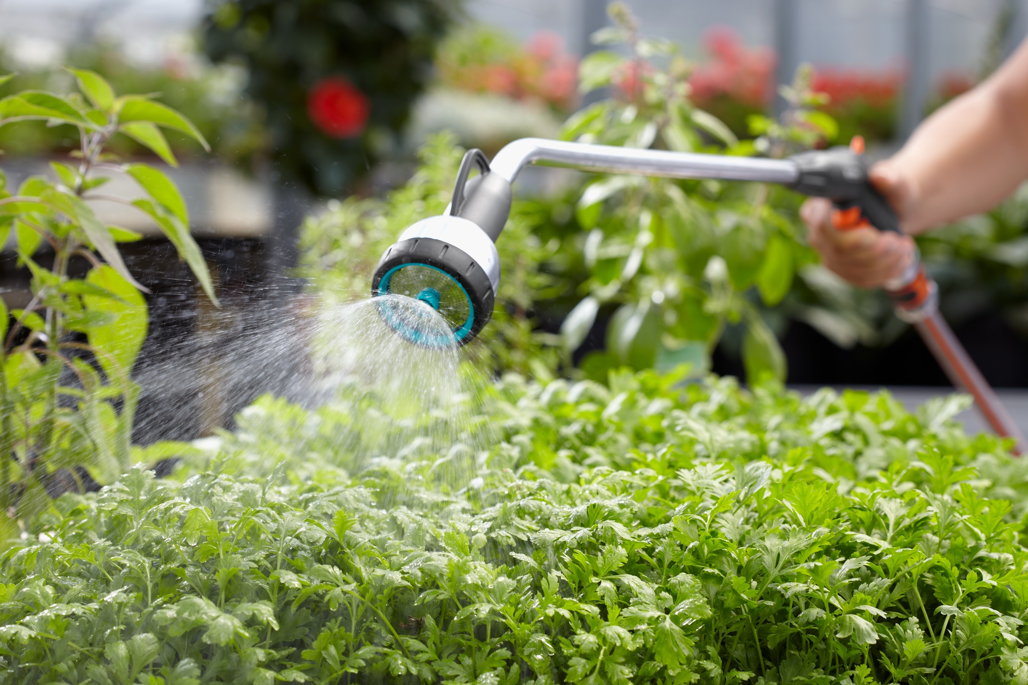 A person watering plants with a Gardena garden sprayer in a greenhouse.