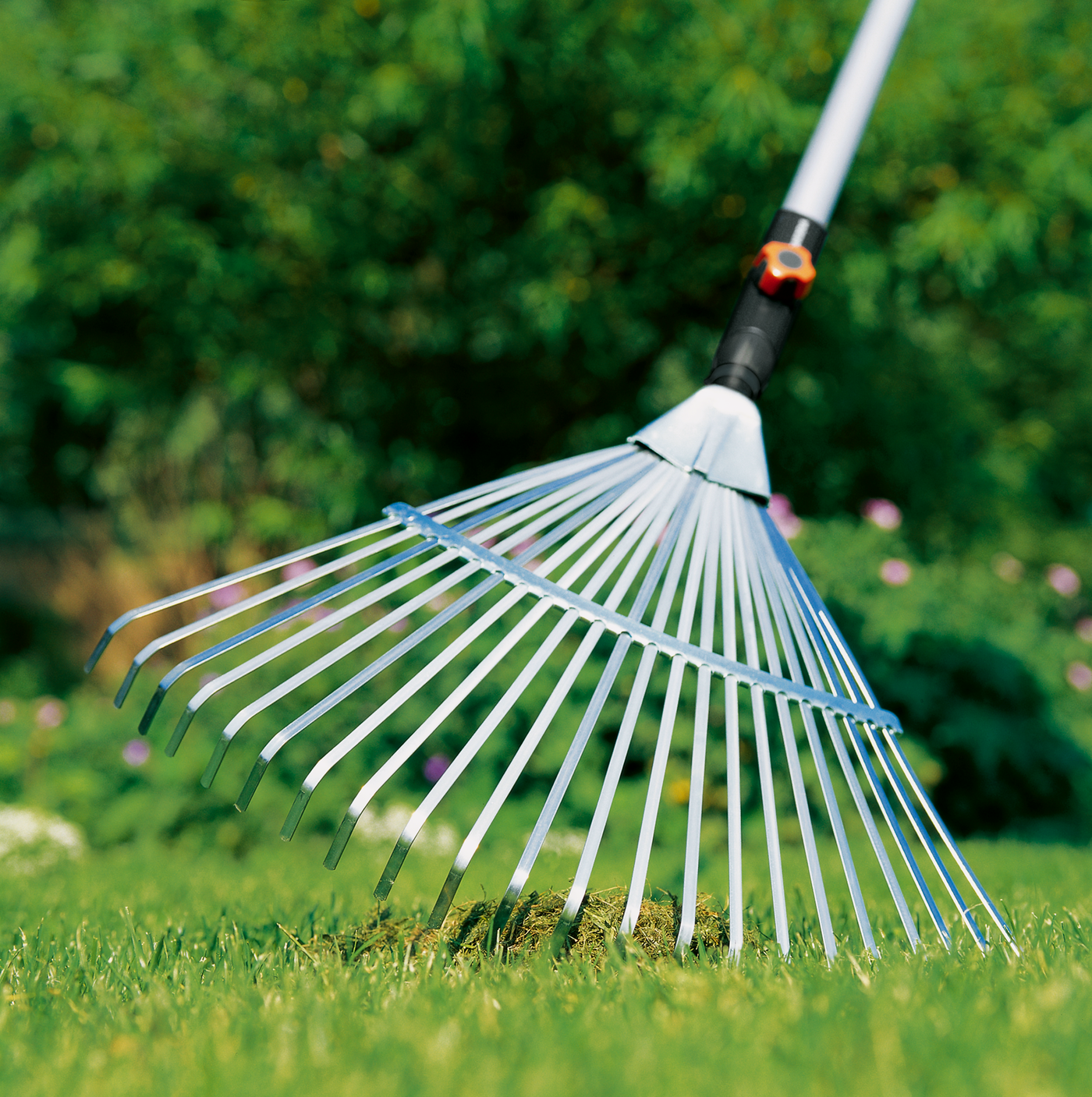 A garden rake with long metal tines in use on a grassy lawn.