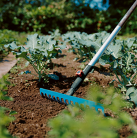 A garden rake being used to cultivate soil between rows of leafy plants., miniatuur 2