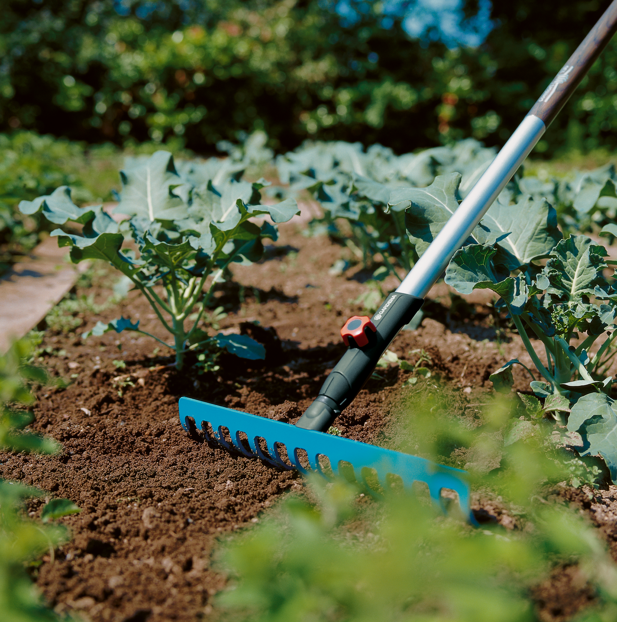 A garden rake being used to cultivate soil between rows of leafy plants.