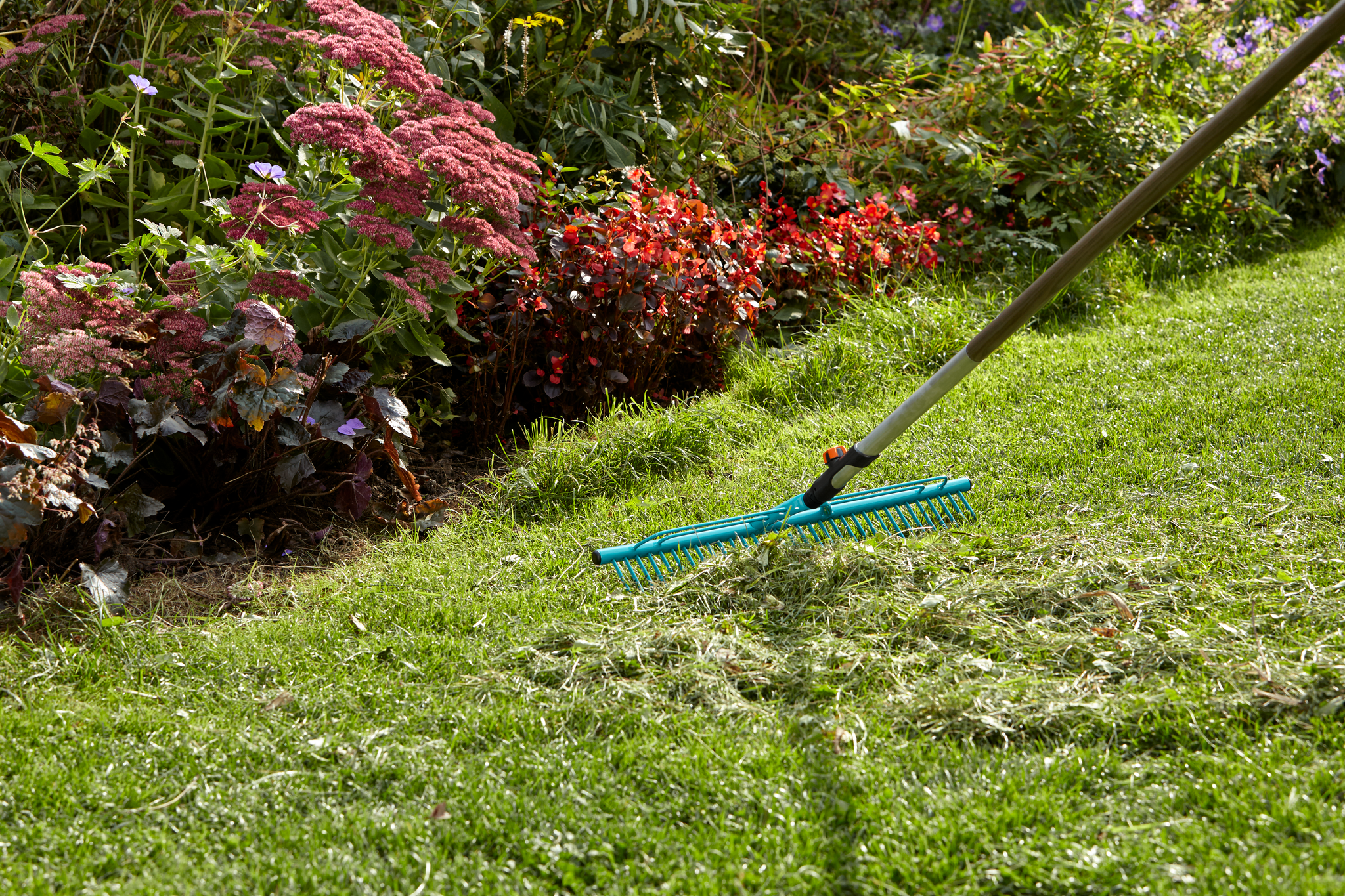 A rake being used to clear grass clippings from a lawn, surrounded by colorful flowers.