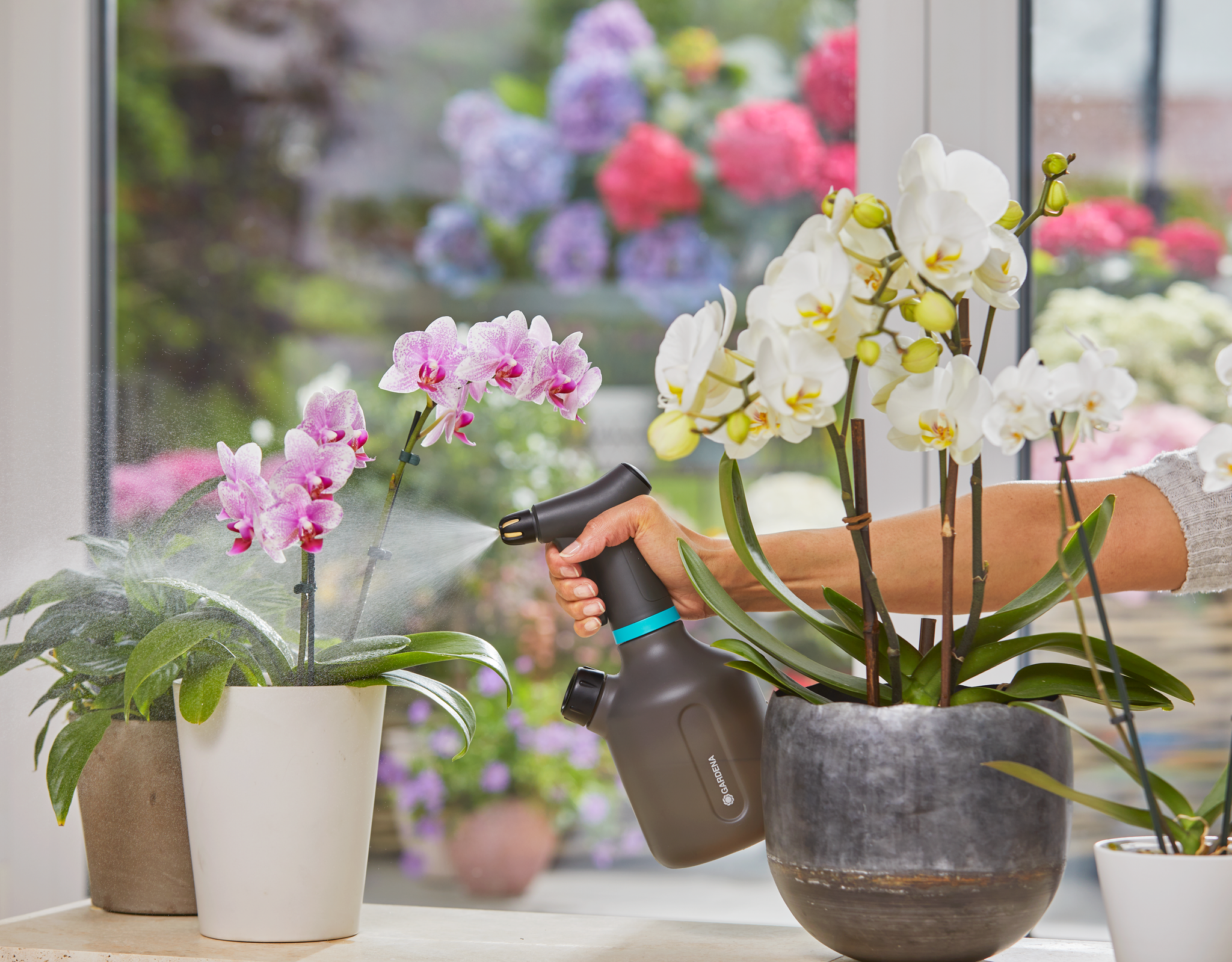 A person using a spray bottle to mist orchids on a windowsill with colorful flowers outside.