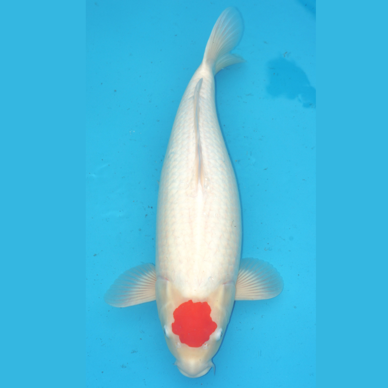 Tancho Kohaku 50cm Genjiro sansai, Koi bij Vijvercentrum