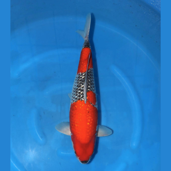 Ginrin Goshiki 58cm Conias Sansai