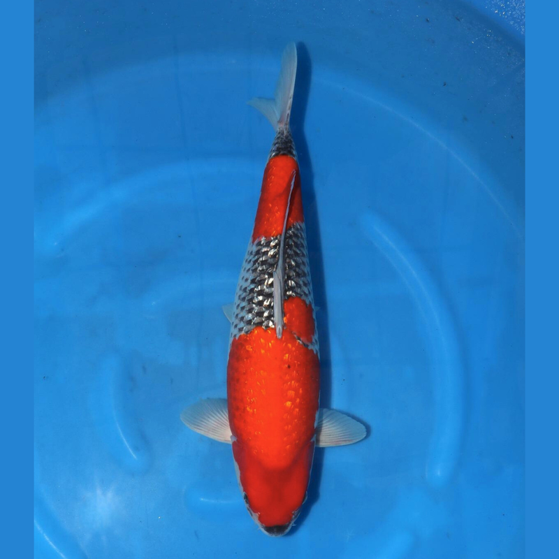 Ginrin Goshiki 58cm Conias Sansai, Koi bij Vijvercentrum