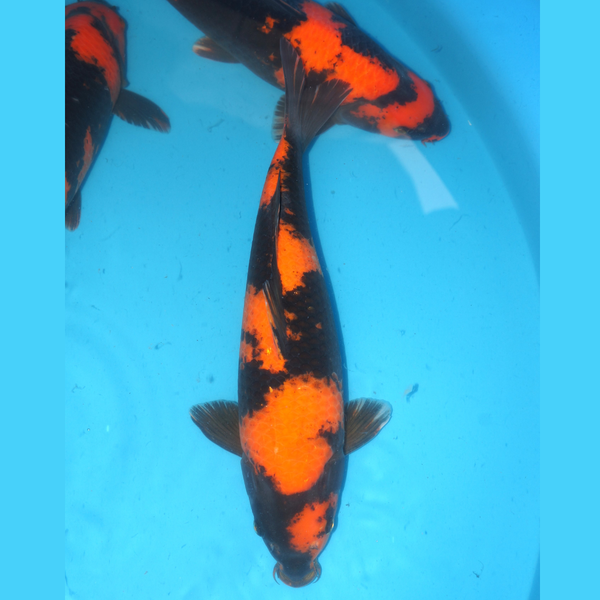 Hi utsuri Shinoda 45cm Male
