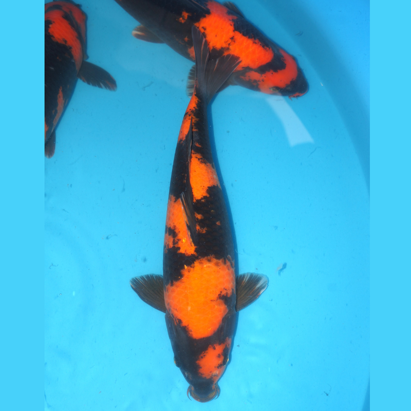 Hi utsuri Shinoda 45cm Male, Koi bij Vijvercentrum