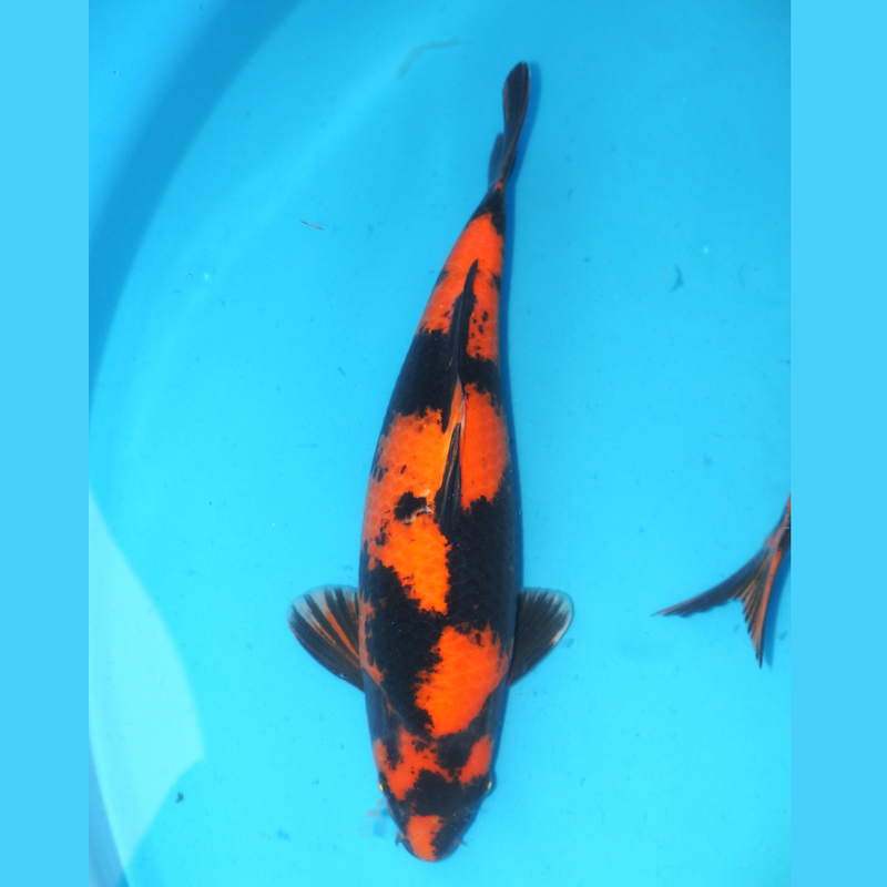Hi utsuri Shinoda 45cm Male, Koi bij Vijvercentrum