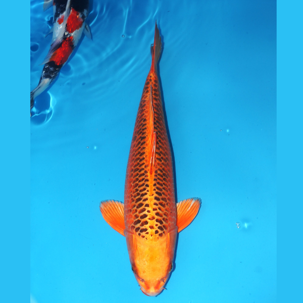 Aka Matsuba 45cm Marusei Female