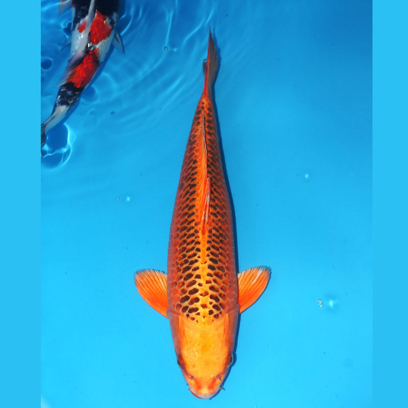 Aka Matsuba 45cm Marusei Female, Koi bij Vijvercentrum