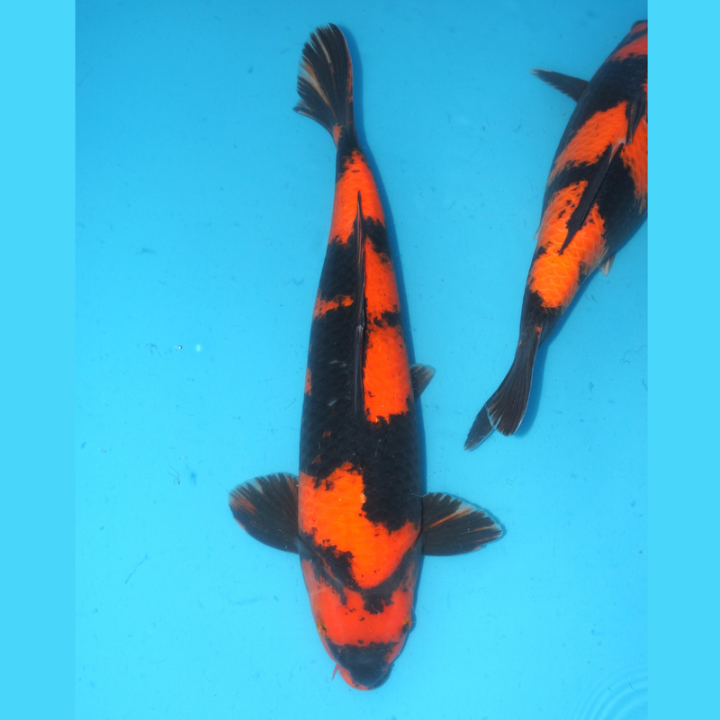 Hi utsuri Shinoda 45cm Male (kopie), Koi bij Vijvercentrum