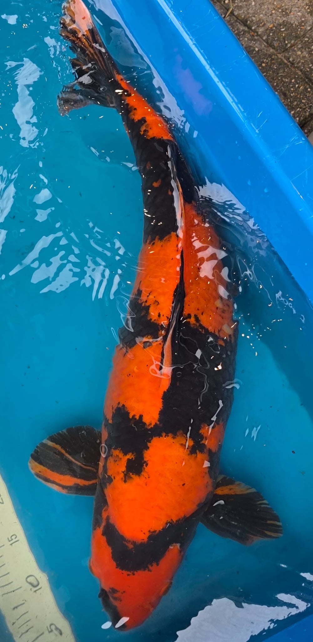 Hi Utsuri 65 cm
