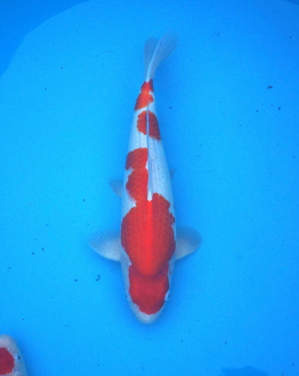 Hoshikin kohaku 43cm female