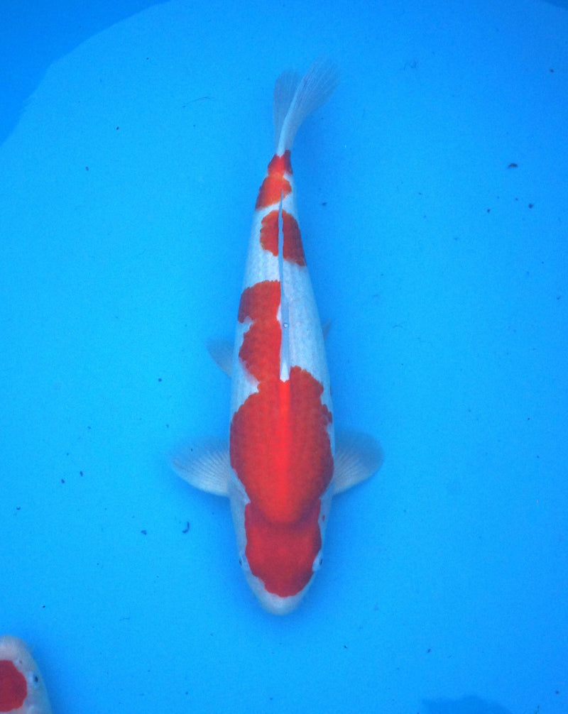 Hoshikin kohaku 43cm female, Koi bij Vijvercentrum