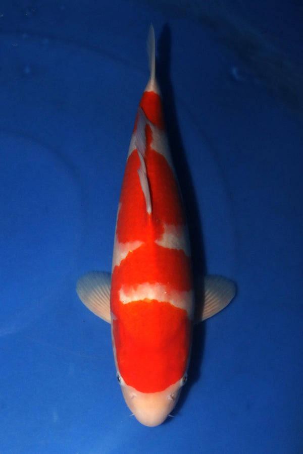 Nagoshi Kohaku 1407