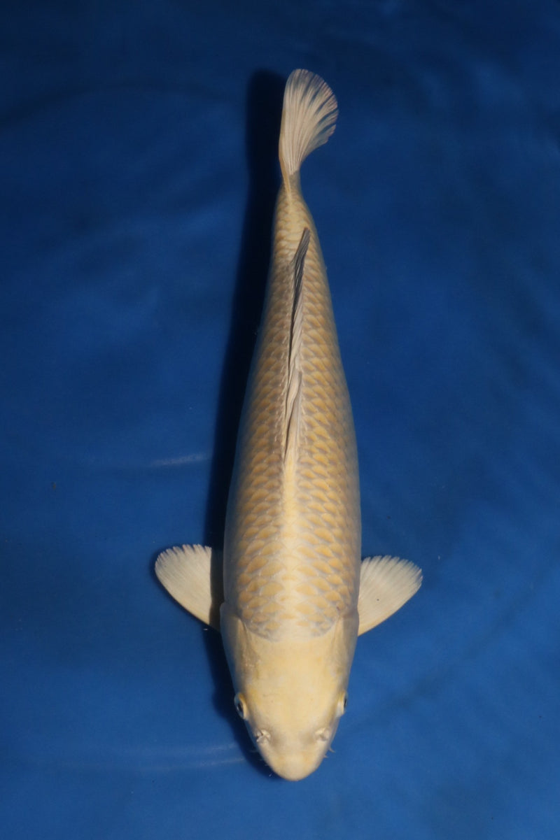 Nagoshi Yamabuki 1403, Koi bij Vijvercentrum