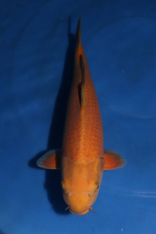Nagoshi Chagoi 1410