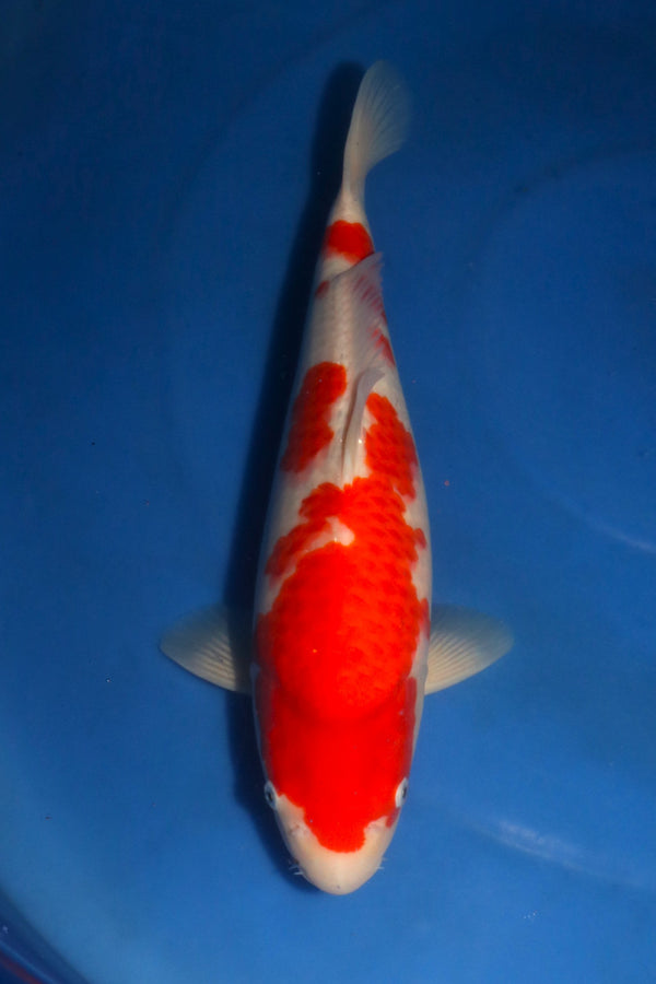 Nagoshi Kohaku 1415
