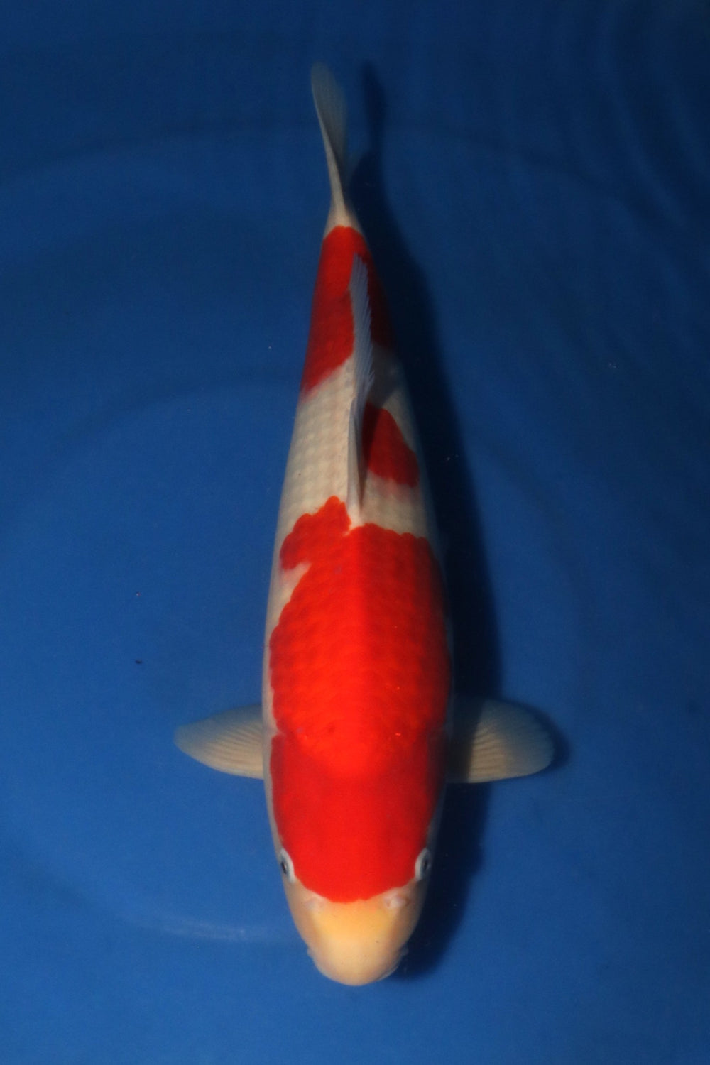 Nagoshi Kohaku 1417