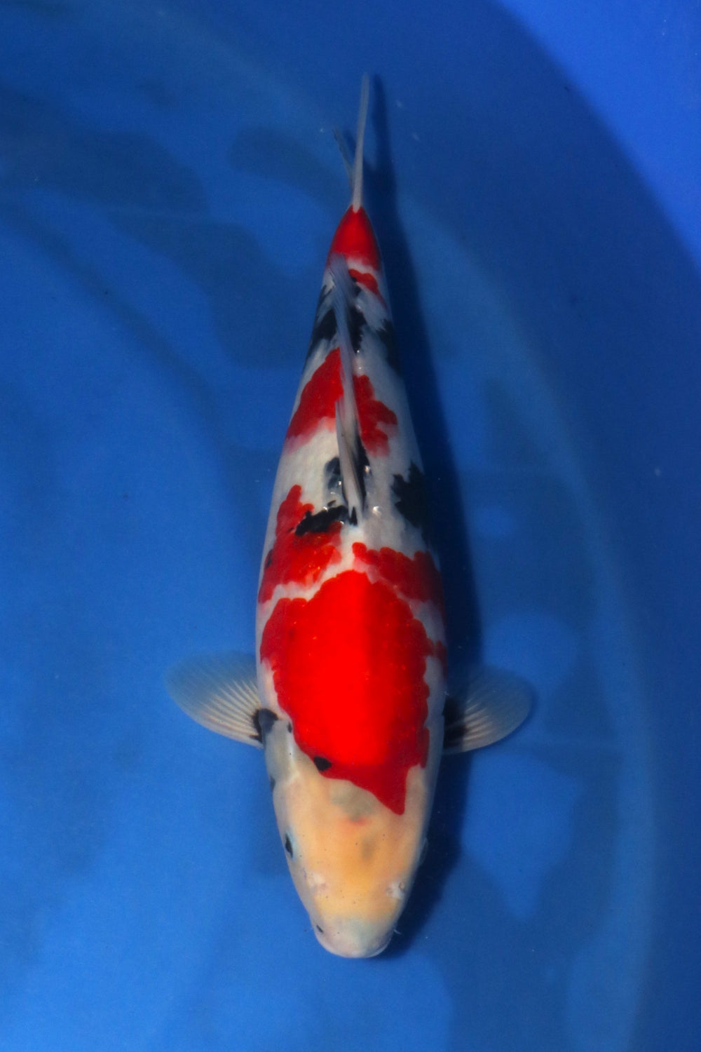 Sekiguchi Showa 4403