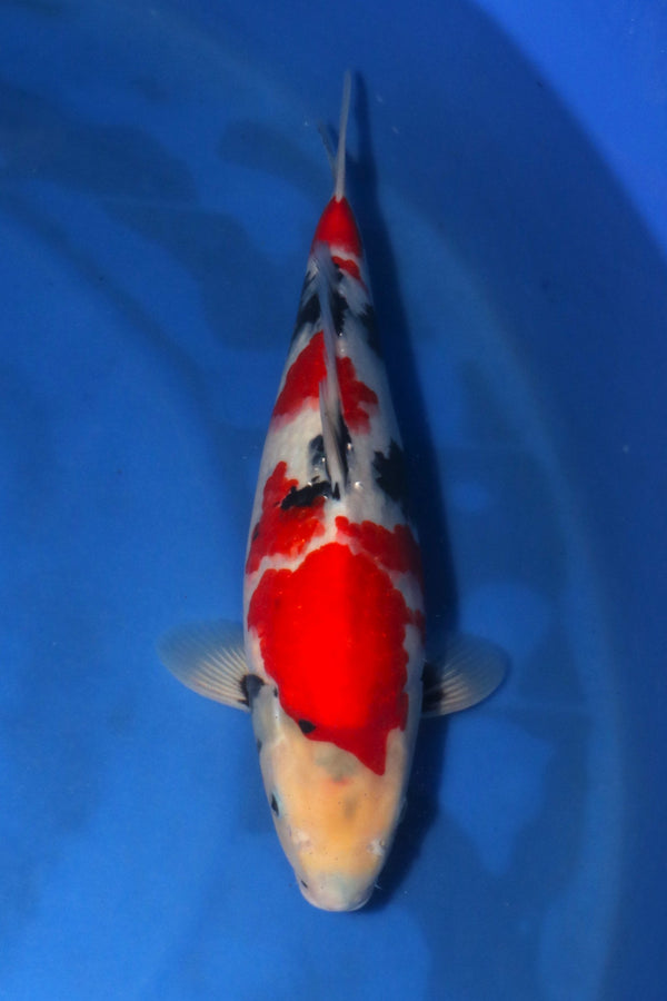 Sekiguchi Showa 4403