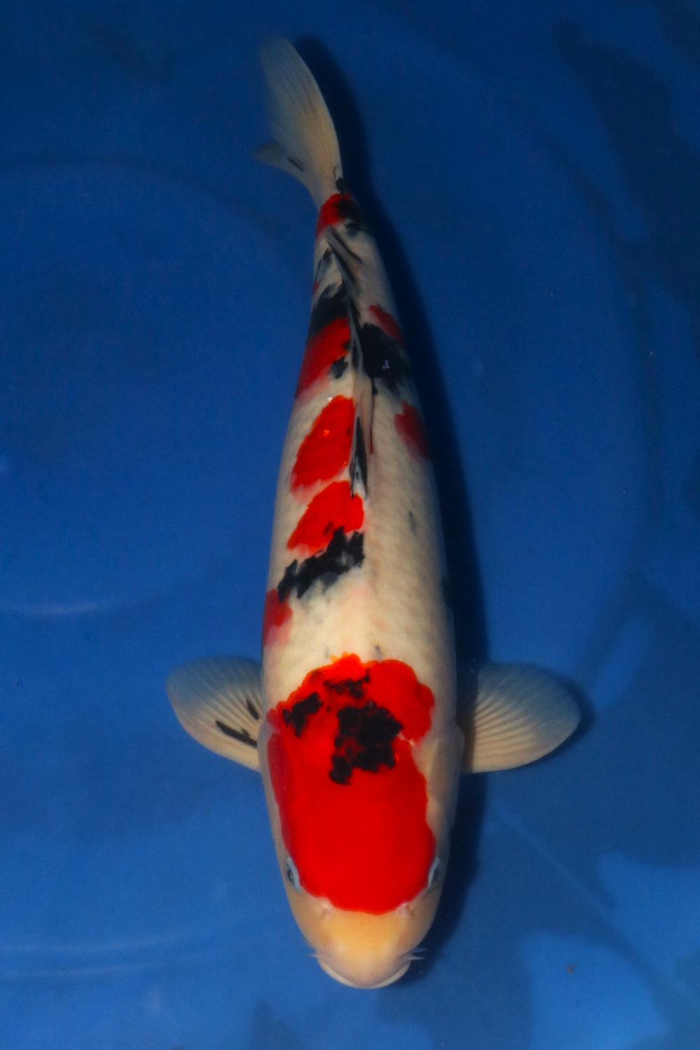 Nagoshi Sanke 1420
