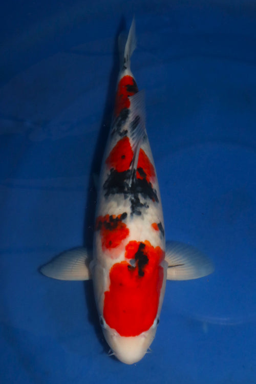 Nagoshi Sanke 1421