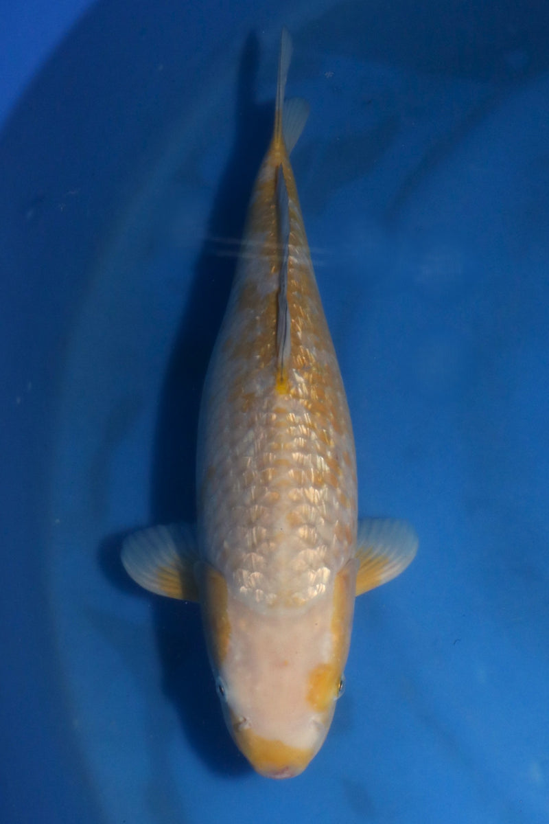 Marusei Ginrin Ochiba 7400, Koi bij Vijvercentrum
