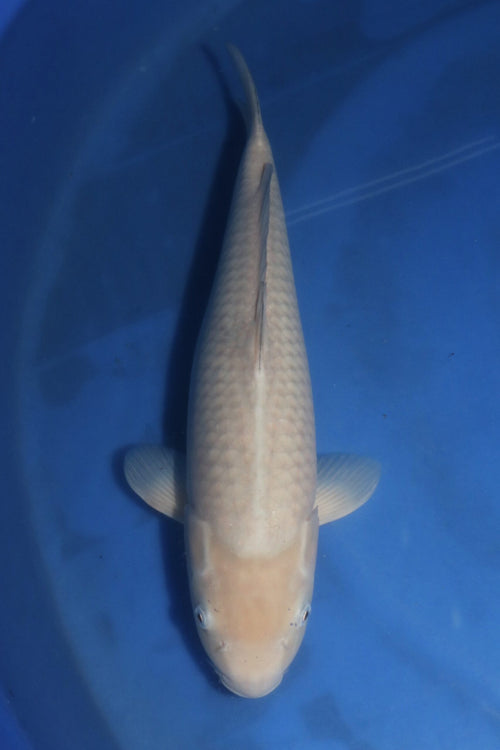 Marusei Soragoi 7401