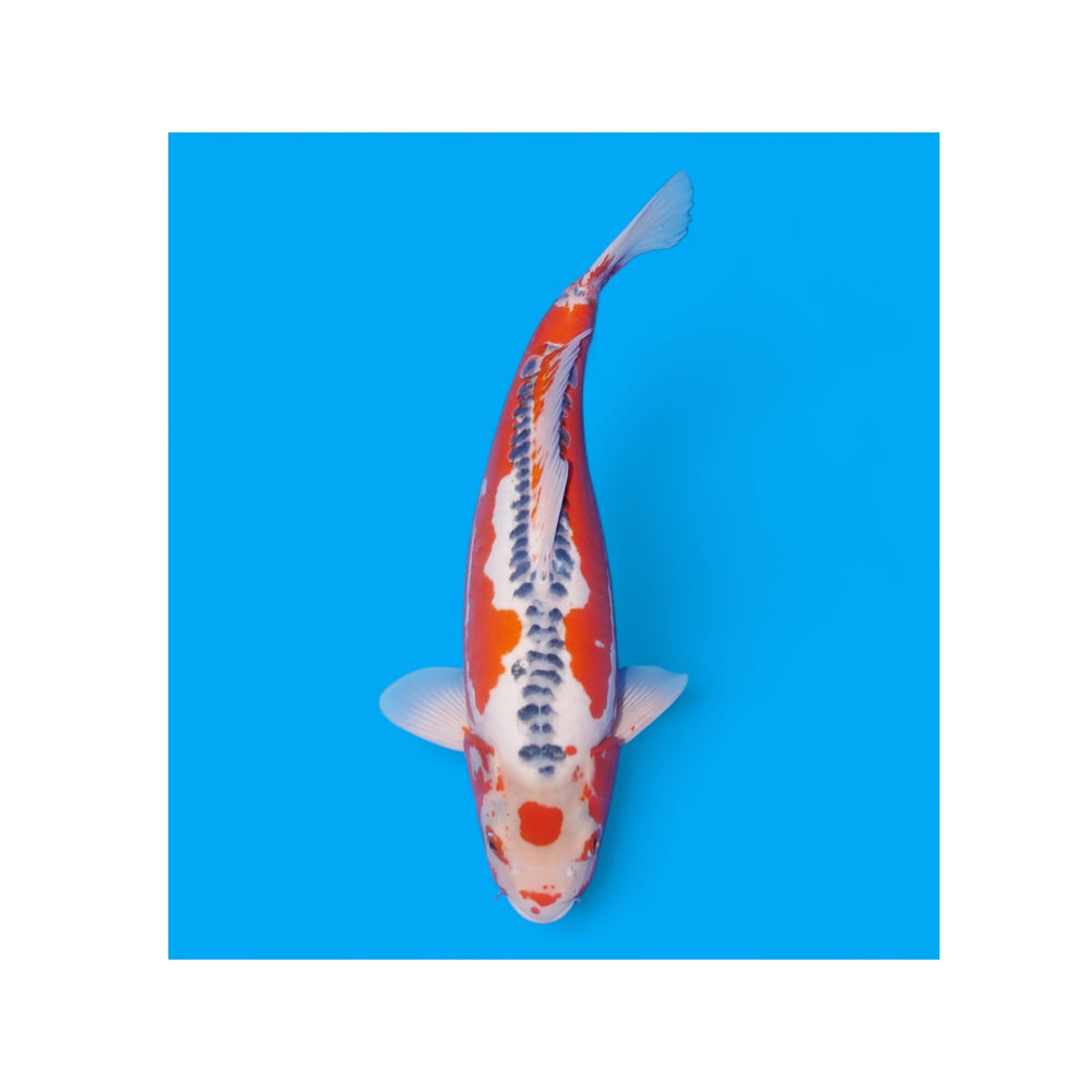 Sushui