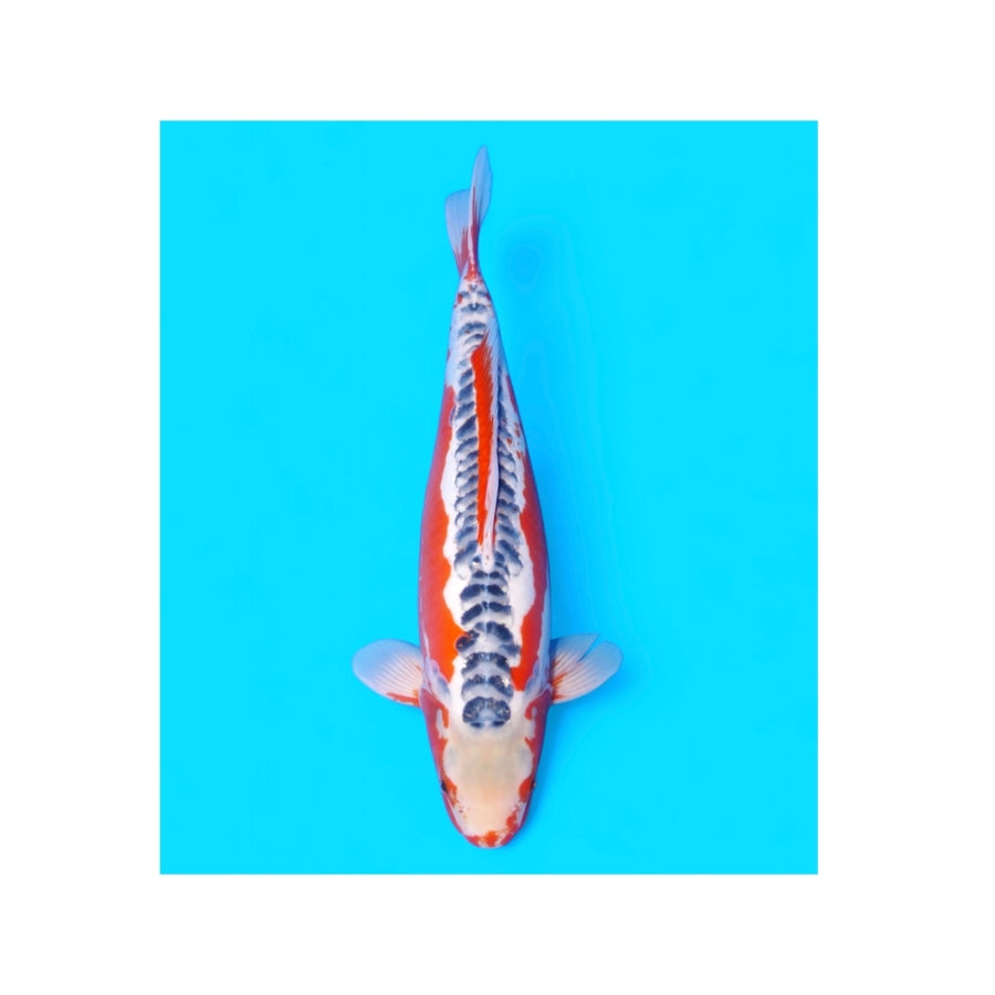 Sushui