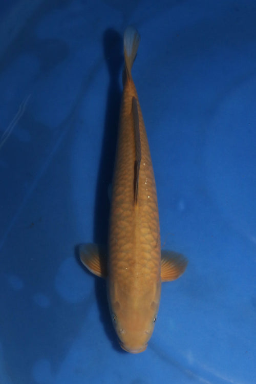 Marusei Aragoke Chagoi 7405
