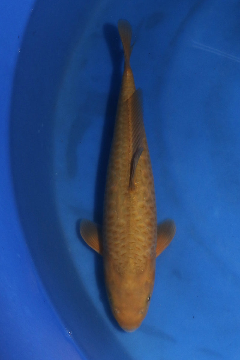 Marusei Aragoke Chagoi 7406, Koi bij Vijvercentrum