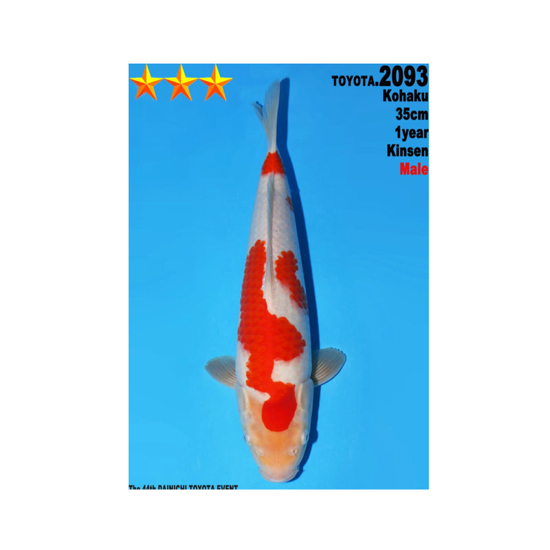 Kohaku, Koi bij Vijvercentrum