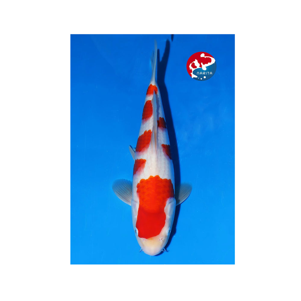 Kohaku