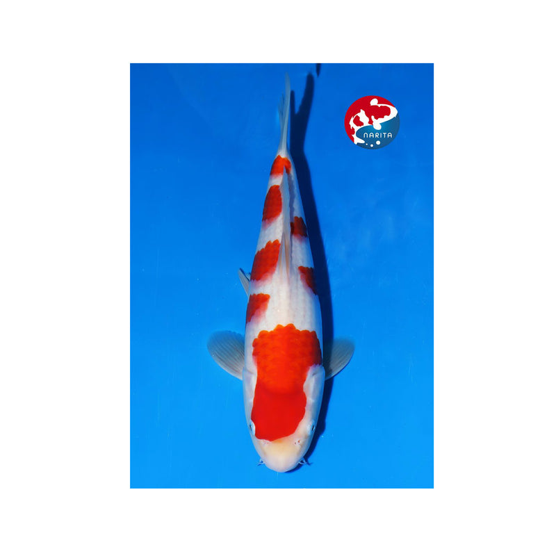 Kohaku, Koi bij Vijvercentrum