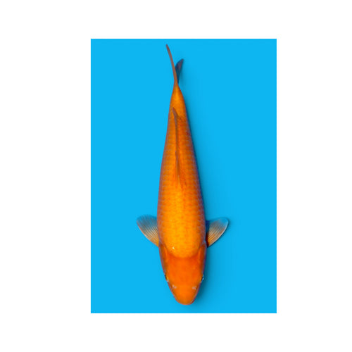 Karashigoi papaya SAKAI