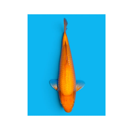 Karashigoi papaya SAKAI