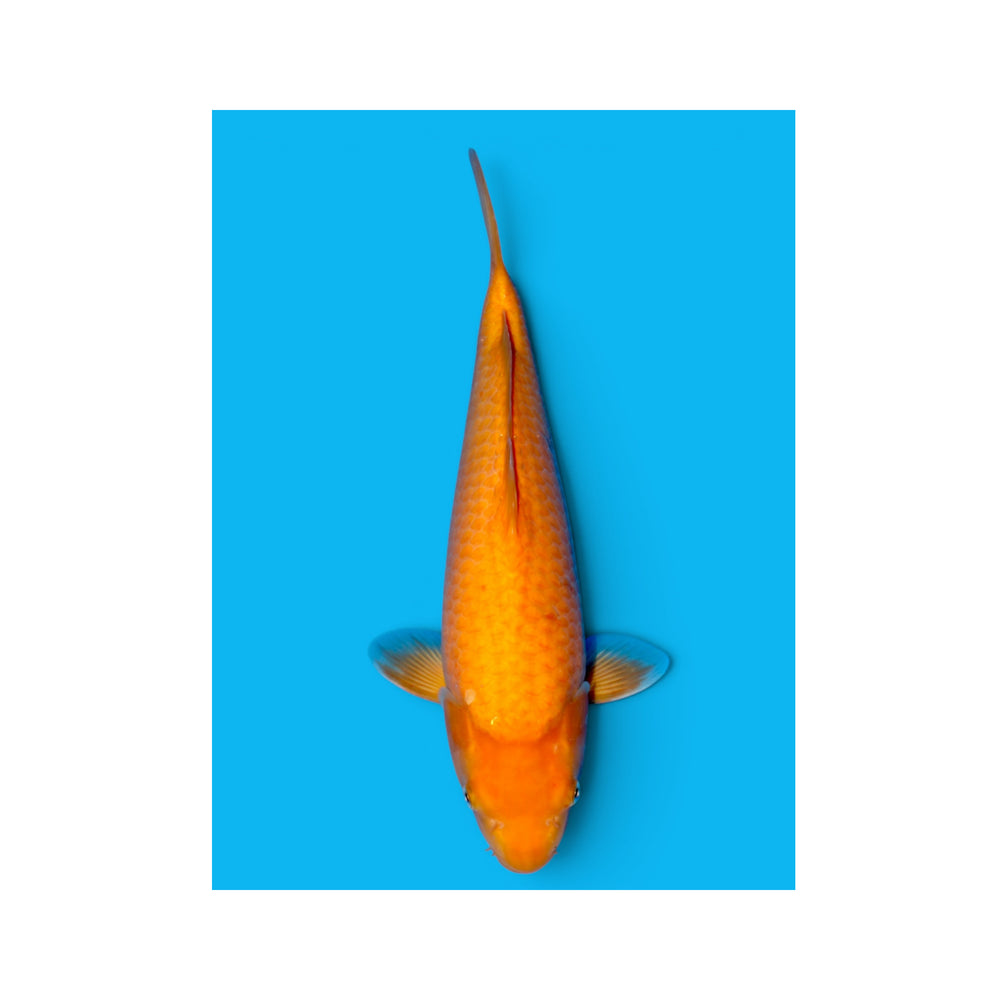 Karashigoi papaya SAKAI