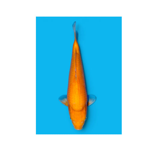 Karashigoi papaya SAKAI